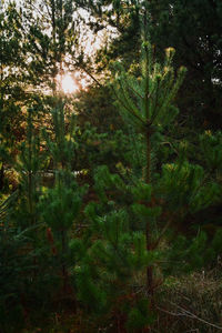 Trees and plants in sunlight