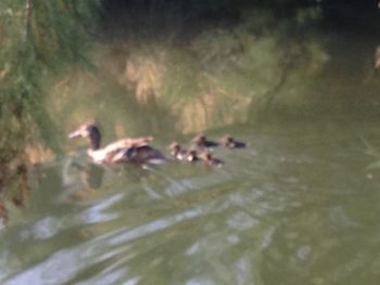 View of ducks swimming in lake