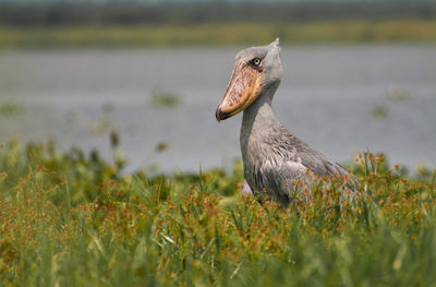 Close-up of bird on field