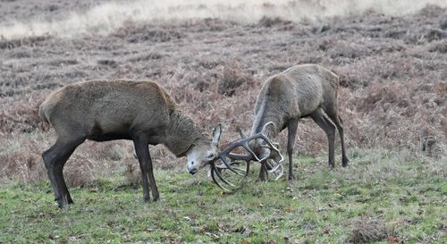 Deers fighting at richmond park