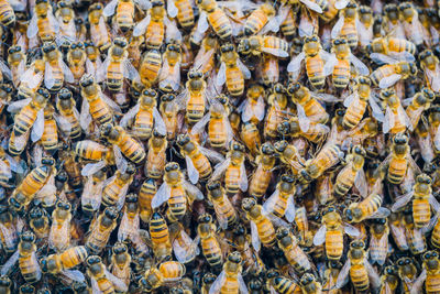 Full frame shot of honey bees