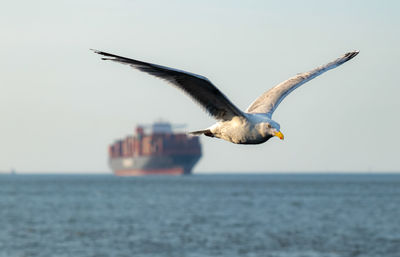 Seagull flying over sea against clear sky