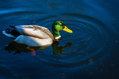 High angle view of duck swimming in lake