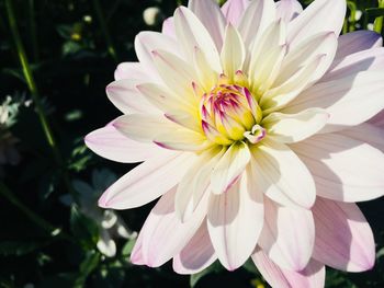 Close-up of pink flower