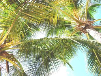 Low angle view of palm tree against sky