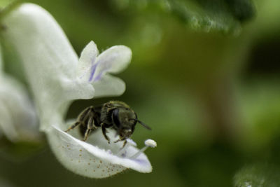 Close-up of bee on flower