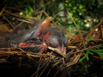 Close-up of birds in nest