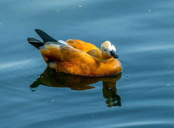High angle view of duck swimming in lake