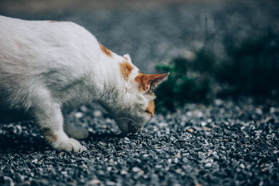 Cat relaxing on road