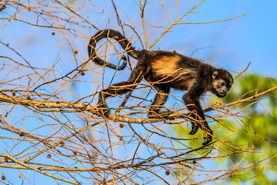 Low angle view of a monkey in a tree