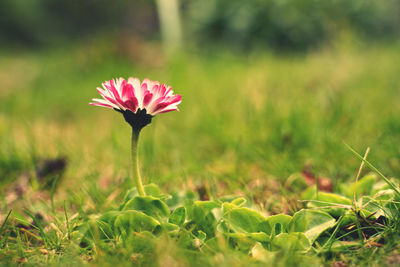 Close-up of pink flower on field