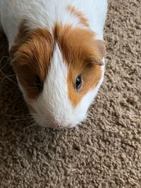 High angle portrait of guinea pig on carpet