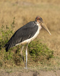 Side view of a bird on field