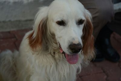 Close-up portrait of dog