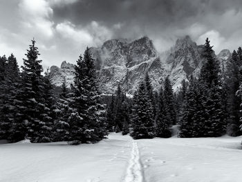 Snow covered pine trees in forest against sky