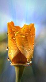 Close-up of wet california golden poppy