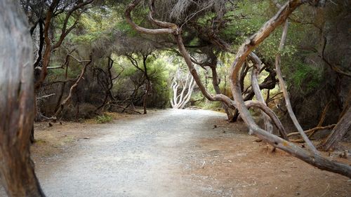 Trees in forest