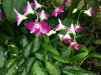 Close-up of pink flowering plants