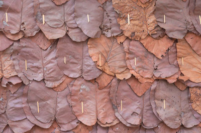 Full frame shot of dry leaves on wall
