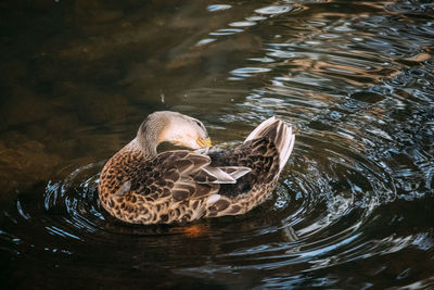 High angle view of duck swimming in lake