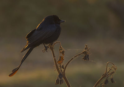 Close-up of bird perching on twig