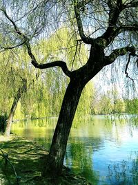 Reflection of bare trees in water