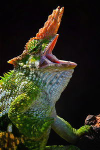 Close-up of a lizard