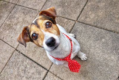 A dog with a tie is ready for work.