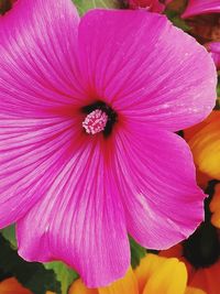 Close-up of pink hibiscus blooming outdoors