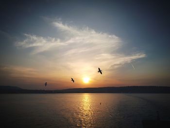 Silhouette birds flying over sea against sunset sky