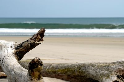 Driftwood on beach by sea against sky