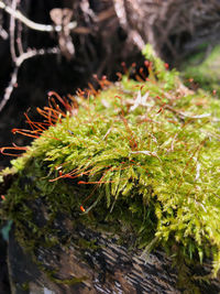 Close-up of plant growing on tree