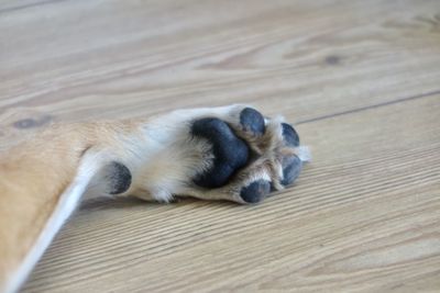 High angle view of puppy sleeping on wood