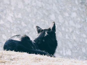 Black dog lying on a land