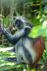 Monkeys in a forest