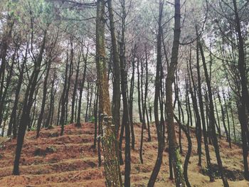 Trees in forest