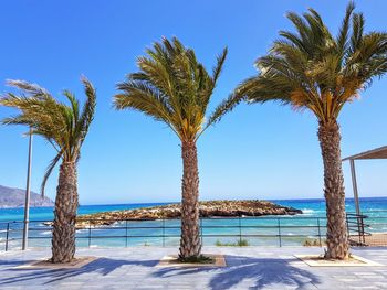 Palm trees by swimming pool against clear blue sky