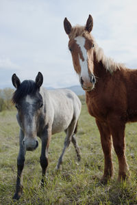 Horses on field