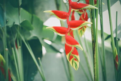 Close-up of red flowers