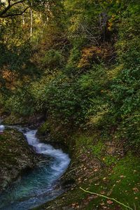 Stream flowing in forest