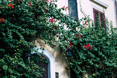 Low angle view of flowering tree by building