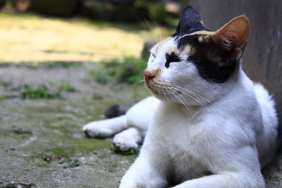 Close-up of cat looking away