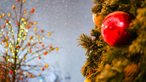 Close-up of christmas tree