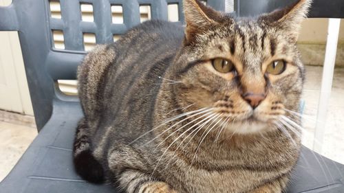 Close-up portrait of cat