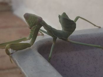 Lizard on plant