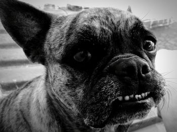 Close-up portrait of french bulldog growling