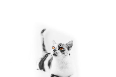 Portrait of cat against white background