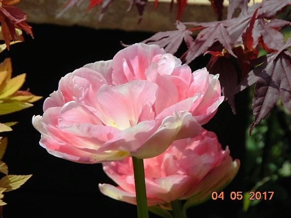 flower, pink color, petal, close-up, beauty in nature, no people, growth, nature, peony, day, fragility, flower head, plant, outdoors, freshness