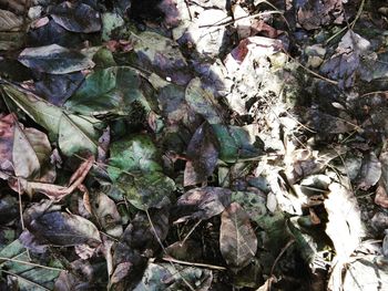 High angle view of dry leaves on field