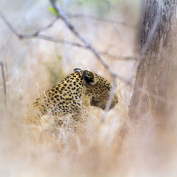 Leopard resting on land in national park